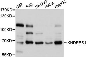 Western blot analysis of extracts of various cell lines, using KHDRBS1 antibody (ABIN5975824) at 1/1000 dilution. (KHDRBS1 antibody)