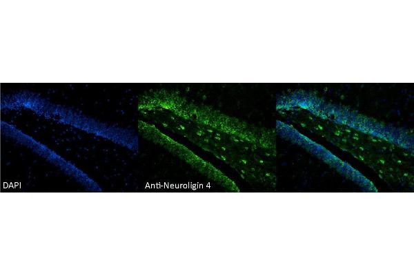 Neuroligin 4 antibody  (AA 782-945)