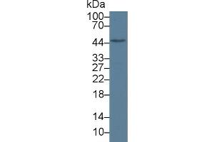 Detection of LXRb in Mouse Liver lysate using Polyclonal Antibody to Liver X Receptor Beta (LXRb) (NR1H2 antibody  (AA 1-446))