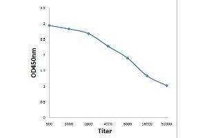 Antigen: 0. (STMN2 antibody  (AA 8-100))