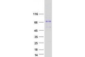 Validation with Western Blot (Galnt1 Protein (Myc-DYKDDDDK Tag))