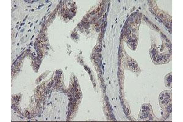 RAB30 antibody