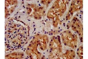 IHC image of ABIN7166324 diluted at 1:200 and staining in paraffin-embedded human kidney tissue performed on a Leica BondTM system. (GPR177/WLS antibody  (AA 123-232))