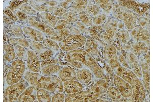ABIN6272989 at 1/100 staining Mouse kidney tissue by IHC-P. (CAPZA1 antibody  (Internal Region))