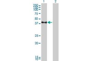 Western Blot analysis of CREB1 expression in transfected 293T cell line by CREB1 monoclonal antibody (M02), clone 5F2.