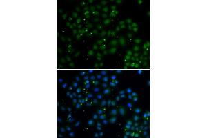 Immunofluorescence analysis of A549 cells using U2AF1L4 antibody (ABIN5974301). (Splicing factor U2AF 26 kDa subunit (U2AF1L4) antibody)