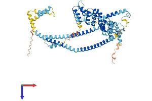 Chromosome 2 Open Reading Frame 63 (C2orf63) (AA 1-596) protein (His tag)