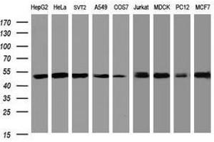 Image no. 1 for anti-SERPINE1 mRNA Binding Protein 1 (SERBP1) (AA 1-262) antibody (ABIN1490677) (SERBP1 antibody  (AA 1-262))