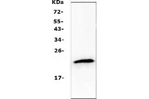 Western blot analysis of TMEM107 using anti-TMEM107 antibody (ABIN5518881). (TMEM107 antibody  (N-Term))