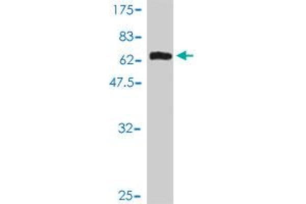 MAGEA8 antibody  (AA 1-318)
