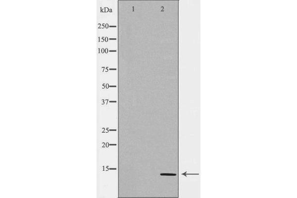 CGA antibody  (Internal Region)