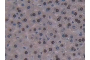 Detection of GKRP in Mouse Liver Tissue using Polyclonal Antibody to Glucokinase Regulatory Protein (GKRP) (GCKR antibody  (AA 17-261))