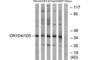 Western blot analysis of extracts from HeLa/HuvEc/Jurkat/HepG2/MCF-7 cells, using OR1D4/5 Antibody. (OR1D4/5 antibody  (AA 200-249))