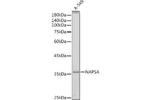 Western blot analysis of extracts of A-549 cells, using NAPSA antibody (ABIN6128367, ABIN6144368, ABIN6144369 and ABIN6221232) at 1:500 dilution. (NAPSA antibody  (AA 25-250))