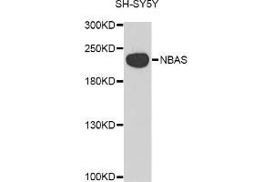 Western blot analysis of extracts of SH-SY5Y cell line, using NBAS antibody.
