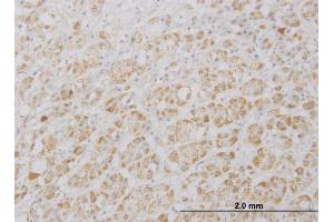 Immunoperoxidase of monoclonal antibody to DKFZp761P0423 on formalin-fixed paraffin-embedded human adrenal gland. (PRAGMIN antibody  (AA 2-101))