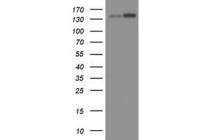 Image no. 1 for anti-TAF2 RNA Polymerase II, TATA Box Binding Protein (TBP)-Associated Factor, 150kDa (TAF2) (AA 782-1121) antibody (ABIN1491677) (TAF2 antibody  (AA 782-1121))