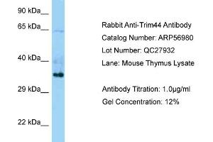 Western Blotting (WB) image for anti-Tripartite Motif Containing 44 (TRIM44) (C-Term) antibody (ABIN2787006) (TRIM44 antibody  (C-Term))