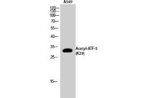 Western Blot (WB) analysis of A549 cells using Acetyl-ATF-5 (K29) Polyclonal Antibody. (ATF5 antibody  (acLys29))
