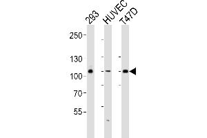 Western blot analysis of lysates from 293, HUVEC, T47D cell line (from left to right), using HUN-GAB1 (ABIN6243206 and ABIN6577498). (GAB1 antibody  (AA 250-285))