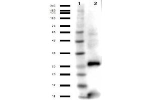Western Blot results of Rabbit Anti-Streptavidin Antibody. (Streptavidin antibody)