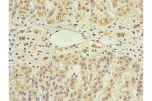 Immunohistochemistry of paraffin-embedded human adrenal gland tissue using ABIN7166273 at dilution of 1:100 (UXT antibody  (AA 1-157))