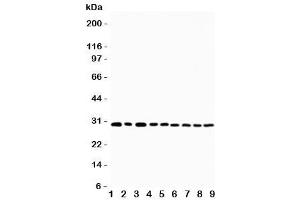 Western blot testing of OX40 antibody and Lane 1:  U87 (TNFRSF4 antibody  (N-Term))