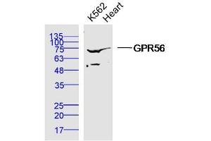 Human K562 cells and mouse heart lysates probed with Polyclonal Antibody, unconjugated  at 1:300 overnight at 4°C followed by a conjugated secondary antibody at 1:10000 for 90 minutes at 37°C. (GPR56 antibody  (AA 275-350))
