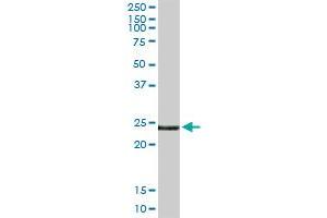 EDN3 MaxPab rabbit polyclonal antibody. (Endothelin 3 antibody  (AA 1-238))