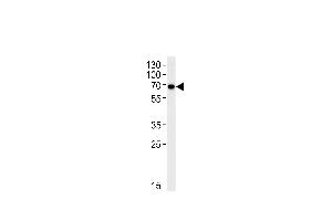 KLC1 Antibody (Center) (ABIN652577 and ABIN2842389) western blot analysis in Hela cell line lysates (35 μg/lane). (KLC1 antibody  (AA 389-415))