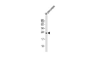 Plet1 antibody  (AA 82-115)