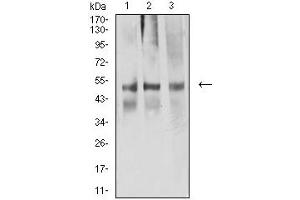 Western blot analysis using ACTR3 mouse mAb against NIH/3T3 (1), A549 (2), and CHO3D10 (2) cell lysate. (ACTR3 antibody  (AA 287-418))
