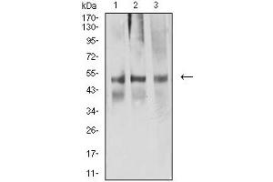 Western blot analysis using ACTR3 mouse mAb against NIH/3T3 (1), A549 (2), and CHO3D10 (2) cell lysate.