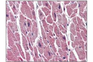 Immunohistochemistry (IHC) image for anti-Uracil-DNA Glycosylase (UNG) (AA 1-313), (N-Term) antibody (ABIN317576) (UNG antibody  (N-Term))