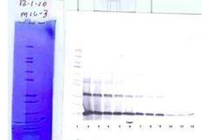 Image no. 1 for anti-Interleukin 3 (IL-3) antibody (ABIN465873) (IL-3 antibody)
