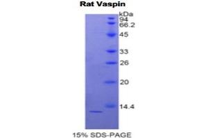 SDS-PAGE analysis of Rat Vaspin Protein. (SERPINA12 Protein)