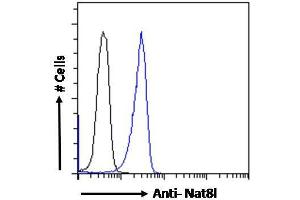 ABIN5539871 Flow cytometric analysis of paraformaldehyde fixed Kelly cells (blue line), permeabilized with 0. (NAT8L antibody  (AA 211-223))