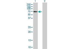 Western Blot analysis of SNRK expression in transfected 293T cell line by SNRK MaxPab polyclonal antibody. (SNRK antibody  (AA 1-765))