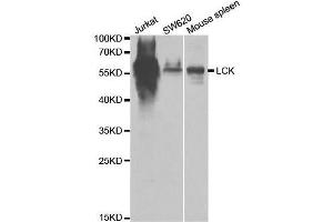 Western blot analysis of extracts of various cell lines, using LCK antibody. (LCK antibody  (AA 1-240))