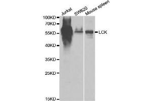 Western blot analysis of extracts of various cell lines, using LCK antibody.