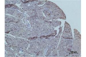 Immunohistochemistry (IHC) analysis of paraffin-embedded Mouse PancreasTissue using TRIM72 Polyclonal Antibody. (TRIM72 antibody)