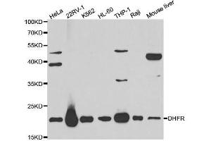 Western blot analysis of extracts of various cell lines, using DHFR antibody. (Dihydrofolate Reductase antibody  (AA 1-187))
