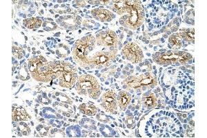 MIF4GD antibody was used for immunohistochemistry at a concentration of 4-8 ug/ml to stain Epithelial cells of renal tubule (arrows) in Human Kidney. (MIF4GD antibody  (C-Term))