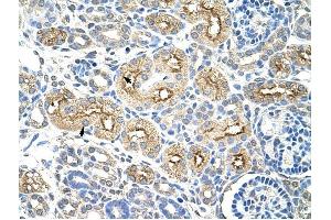 MIF4GD antibody was used for immunohistochemistry at a concentration of 4-8 ug/ml to stain Epithelial cells of renal tubule (arrows) in Human Kidney.