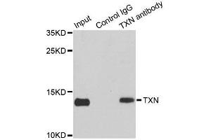 Immunoprecipitation analysis of 150ug extracts of MCF7 cells using 3ug TXN antibody. (TXN antibody  (C-Term))
