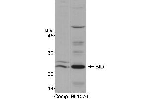 Western Blotting (WB) image for anti-BH3 Interacting Domain Death Agonist (BID) (AA 60-120) antibody (ABIN7449383)