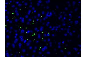 Immunofluorescence (fixed cells) (IF/ICC) image for anti-Ephrin B2 (EFNB2) (C-Term) antibody (ABIN6261455)