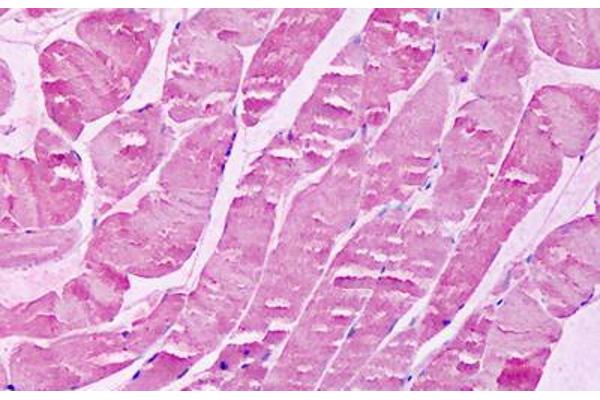 xpr1 antibody  (N-Term)