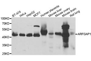Western blot analysis of extracts of various cell lines, using ARFGAP1 antibody. (ARFGAP1 antibody  (AA 1-220))