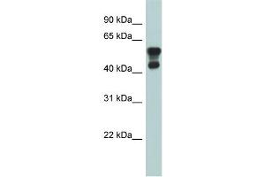 WB Suggested Anti-PAFAH1B1 Antibody Titration: 0. (PAFAH1B1 antibody  (N-Term))